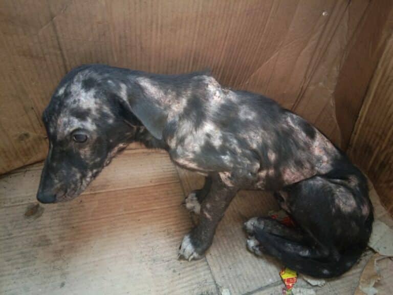 Understanding mange in dogs