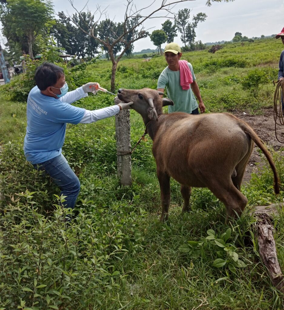 Wormer administered to carabao