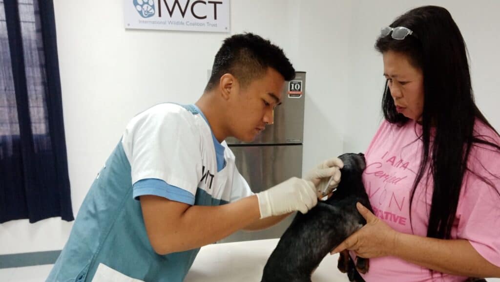 rabies vaccination