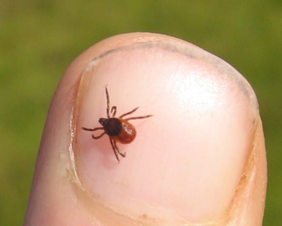 a tick on a finger nail