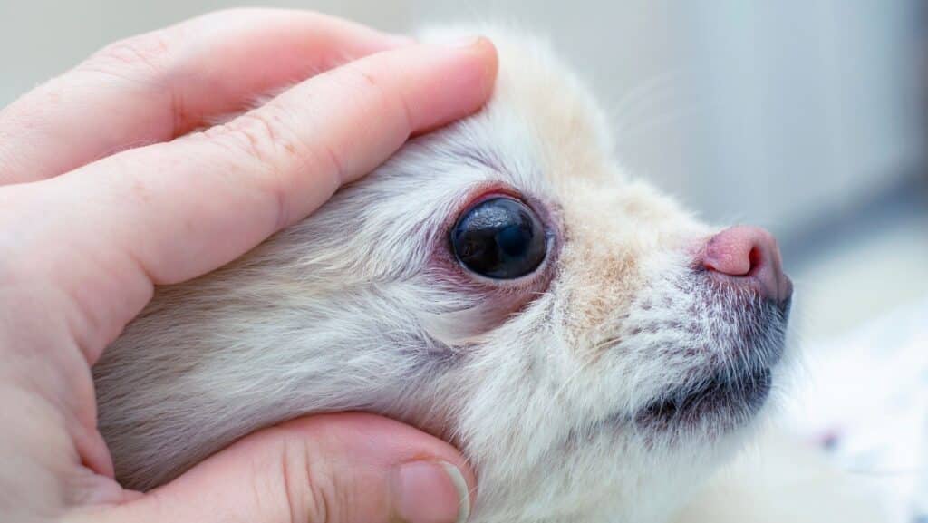 eye care in dogs