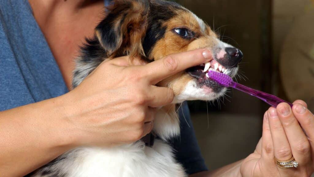 tooth care in dogs