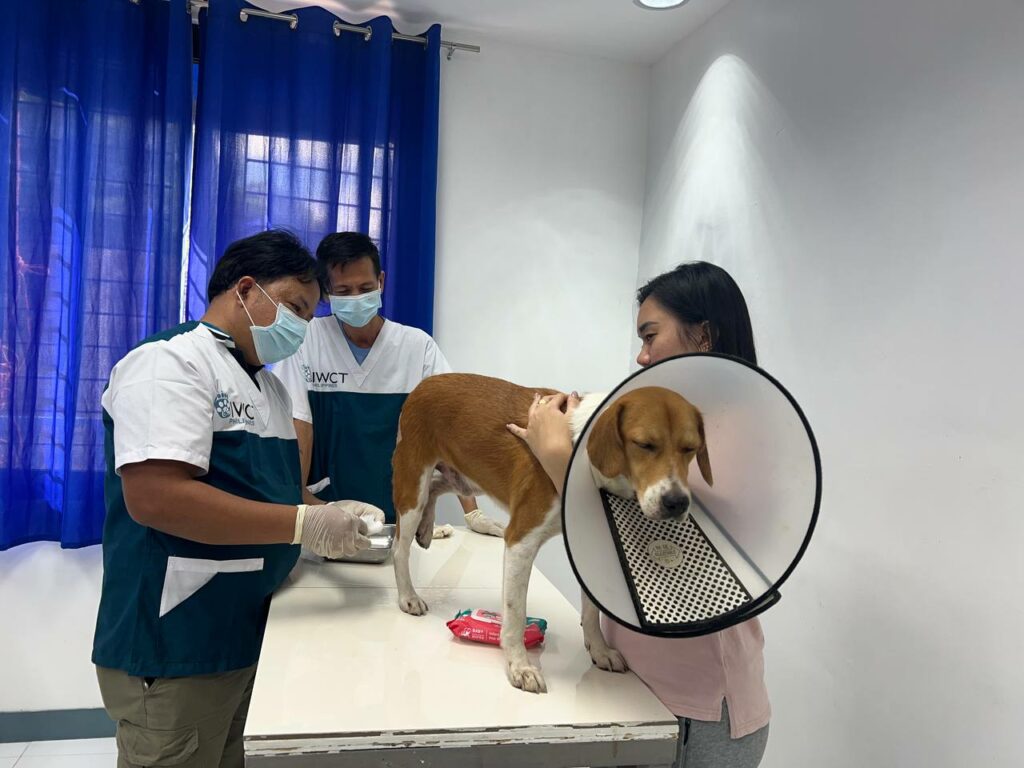 dog requiring emergency treatment 