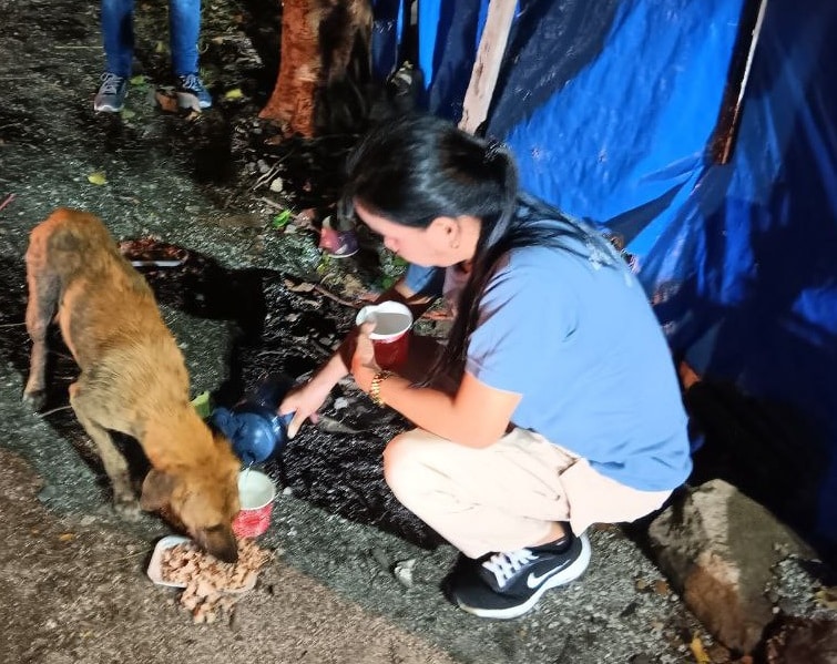 stray feeding