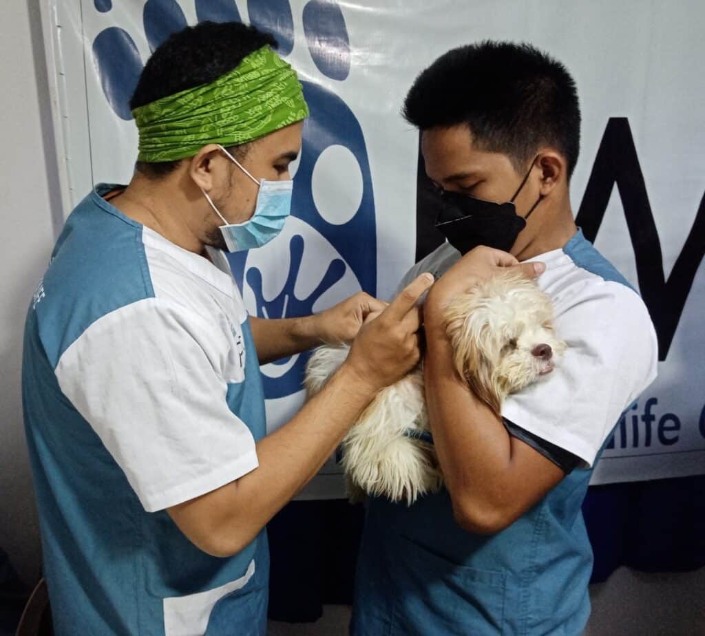 rabies vaccination