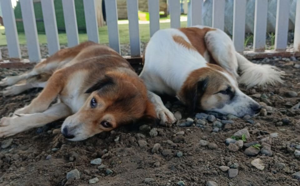 dixie and bantay at the treatment centre